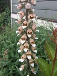 For 3 weeks old plants and 3 months old plants). Digitalis Lanata Xera Plants