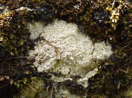 Nie znaleziono tematu w fagu zawierającego bagliettoa szyjkowata. Mushroom Observer Observation 235587 Bagliettoa Calciseda Dc Gueidan Cl Roux