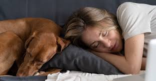 International dog day 2021 is celebrate on august 26th every year for encourages dog ownership by the dog lover. S1p6pyo8baw33m