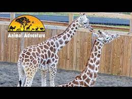 Check spelling or type a new query. Video April The Giraffe