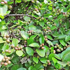 Image result for Carissa spinarum