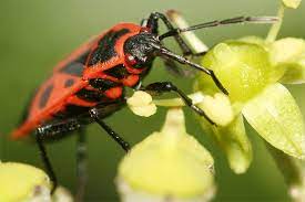 Sie beanspruchen den garten als lebensraum, natürlich. Artenportrats Heimischer Garteninsekten Nabu