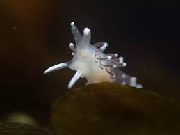 Image result for Coleochloa