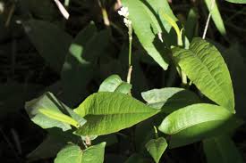 Image result for Persicaria strigosa
