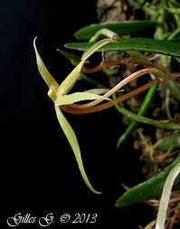 Image result for Angraecum moandense