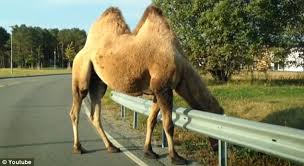 In the beginning of years, when the world was so new and all, and the animals were just beginning to work for man, there was a camel, and he lived in the middle of a howling desert because he did not want to work; Escaped Circus Camel Hits Norway Highway Confusing Drivers Daily Mail Online