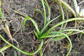 Image result for Isoetaceae