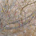 Image result for Parkinsonia africana