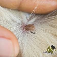 Image result for what do Mallophaga look like in dog fur