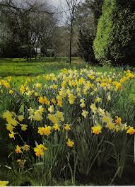 Esistono narcisi di un unico colore, oppure di due tonalità, qualora il bianco e il giallo si trovino combinati insieme sullo stesso fiore, alternati sui petali e sulla corona. Http Dafflibrary Org Wp Content Uploads Gardenia V3 Pdf
