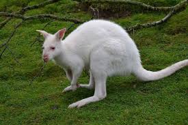 24 Albino Hayvanin Bembeyaz Guzellikleri Nediyor Com Albino Animals Rare Albino Animals Rare Animals
