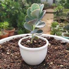 Image result for Kalanchoe fedtschenkoi
