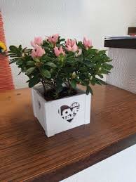 Piante dainterno con fiori rose / ortensia da interno ø 14 cm acquista da … Piante Da Interno Gessate Fiorista Varisco Gorgonzola