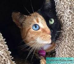 Kedi Venus Venus Un Iki Yuzlu Kedisinin Ozellikleri Guzelligi Ve Fotograflari Kediler