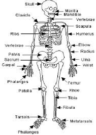 Skeletal System And Its Functions W3spoint