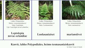 Image result for Blotiella