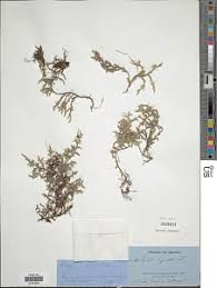 Image result for Selaginella dregei