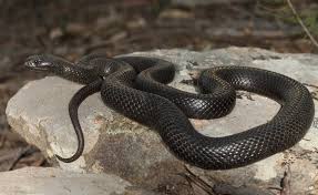 blue bellied black snake the australian museum