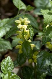Image result for Lamium galeobdolon