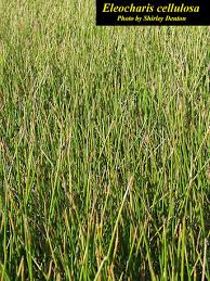 Image result for Eleocharis setifolia