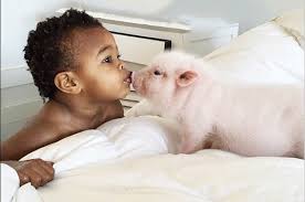 Guinea pig babies come out like horse babies, with fur, eyes open, ears open. This Little Girl And Her Baby Pig Are The Cutest Bffs Ever