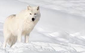 If there is no picture in this collection that you like, also look at other collections of backgrounds on our site. Snow Wolf Wallpaper Gallery Yopriceville High Quality Images And Transparent Png Free Clipart