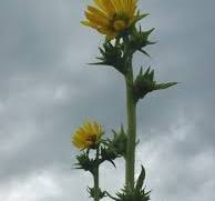 Compass Plant | Hamilton Native Outpost