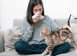 When i'm home, everything i've brought, i need to wash. Scientists May Have Found Out How To Get Rid Of Cat Allergies Petmd