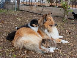 Hector Briz, autor en Brizantinos