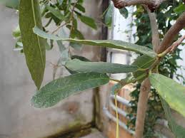 Image result for Brexia madagascariensis