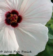 Image result for Pavonia rogersii