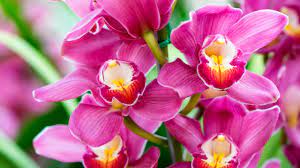 La vanda coerulea, comunemente nota come orchidea blu a causa del colore dei suoi fiori, è una pianta appartenente all visita : Orchidea Prezzo E Caratteristiche Blog Floraqueen It