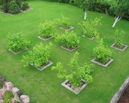 Nice Square Orchard Garden Patio Layouts Garden Layout Small Garden Design Orchard Garden