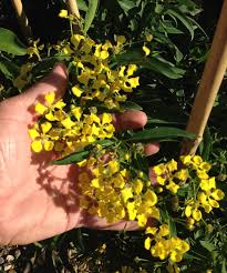 Learn where and when to go to make the most the flowers can appear as early as february and sometimes last into june. Winter Flowering Vines For The Southwest Finegardening