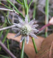 Image result for Actinoschoenus