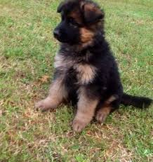 Louis, missouri has german shepherd puppies for sale! 20 Hq Pictures German Shepherd Puppies Missouri Free All You Need To Know About The German Shepherd Dog Rdcinternacional