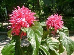 Jacobinia Carnea Jacobina Plumero Las Flores Son Grandes Con Petalos Rizados Reunidos En Forma De Espiga Y Con Diversas Perennial Plants Plants Perennials