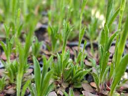 Image result for Silene abyssinica