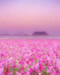 Visit Japan Just Look At This Pink Color Of 28 Million Cosmos Flowers Blooming On Paddy Fie Cosmos Flowers Landscape Photography Cosmos