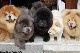 Chow Chow Colors In 2020 Chow Chow Puppy Fluffy Dogs Cute Animals
