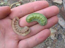 Image result for Senna italica