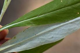 Image result for Macledium sessiliflorum