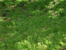 Image result for Crassula expansa