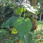 Image result for Neoboutonia