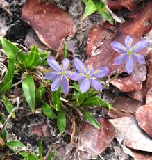 Image result for Xerophyta humilis