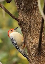 How To Get Rid Of Woodpeckers Woodpecker What Is A Bird Repellent Diy