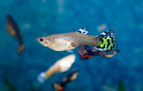 Coldwater Fish Species For Your Freshwater Aquarium Fresh Water Fish Tank Pet Fish Coldwater Fish