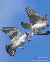 We did not find results for: Rockjumper Birding On Twitter Photo Of The Day The Pygmy Falcon Polihierax Semitorquatus C Forrest Rowland In East Africa Zeissbirding Rockjumperbirding Falcon Https T Co Vq7ds3k6hh