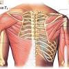 The biceps muscle has two tendon attachments. 1