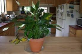 10 reasons peace lilies get yellow leaves and how to fix them. Help My Peace Lily Is A Little Yellow Around The Leaves
